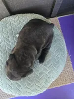 Sage, a female Cane Corso for sale in Ticonderoga, NY – Photo 5 of 7