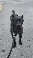 Savage , a female Cane Corso for sale in Ticonderoga, NY – 2 of 7