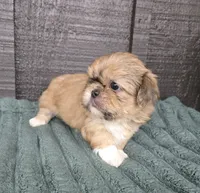 Boss Hogg, a male Pekingese and Shih Tzu for sale in Ticonderoga, NY – 3 of 6