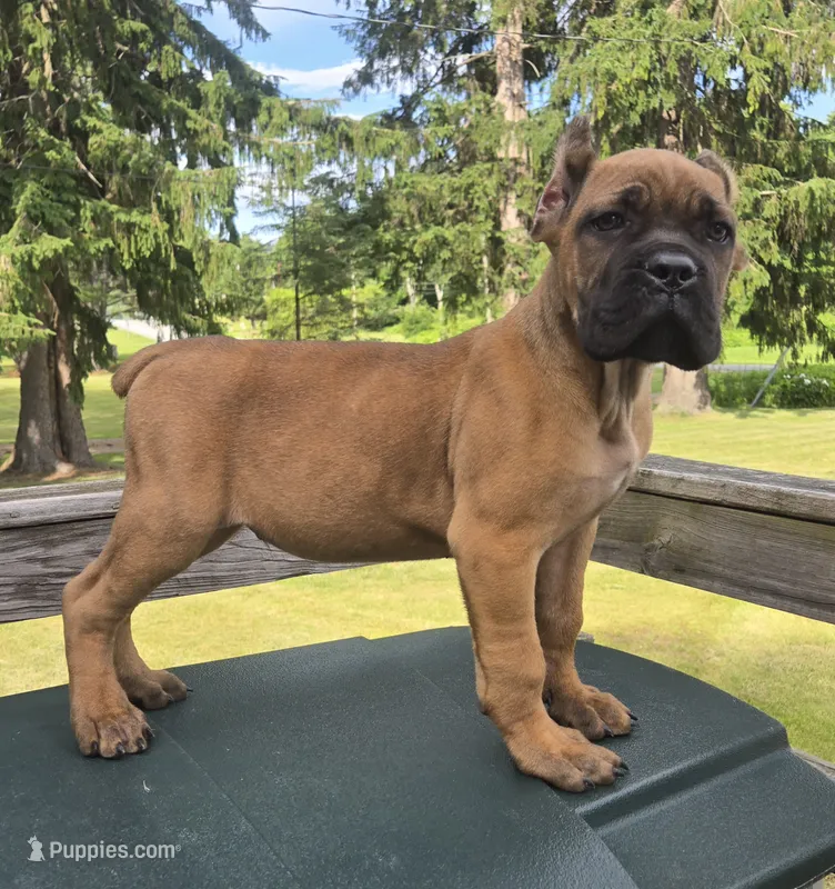 Tuscan – Cane Corso puppy for sale in Ticonderoga, NY