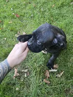 AKC Baylee, a female Cane Corso for sale in Ticonderoga, NY – 2 of 5