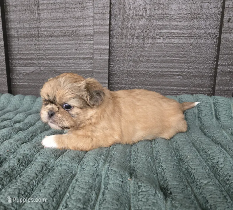 Boss Hogg – Pekingese, Shih Tzu puppy for sale in Ticonderoga, NY