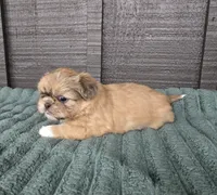 Boss Hogg, a male Pekingese and Shih Tzu for sale in Ticonderoga, NY – 1 of 6