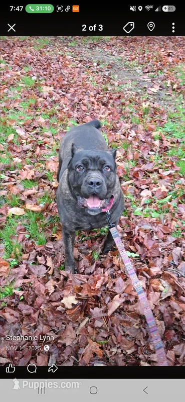 AKC Mushka  – Cane Corso puppy for sale in Ticonderoga, NY