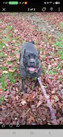 AKC Mushka , a female Cane Corso for sale in Ticonderoga, NY – 1 of 3