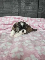 Daisy, a female Pekingese and Shih Tzu for sale in Ticonderoga, NY – 6 of 7
