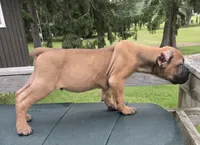 Tuscan, a male Cane Corso for sale in Ticonderoga, NY – 2 of 4