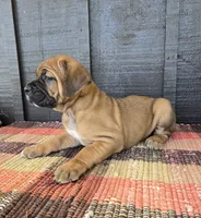 AKC Viggo , a male Cane Corso for sale in Ticonderoga, NY – 5 of 6