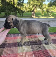 AKC Baylar, a male Cane Corso for sale in Ticonderoga, NY – 4 of 4