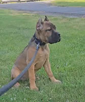 Scarlett , a female Cane Corso for sale in Ticonderoga, NY – 3 of 6