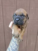 Cheyenne , a female Cane Corso for sale in Ticonderoga, NY – 2 of 7