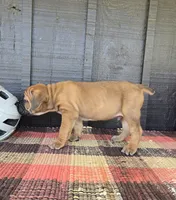 AKC Vladimir , a male Cane Corso for sale in Ticonderoga, NY – 3 of 7