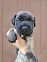 Shoshone, a female Cane Corso for sale in Ticonderoga, NY – 6 of 7