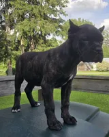 Sadie, a female Cane Corso for sale in Ticonderoga, NY – 2 of 6