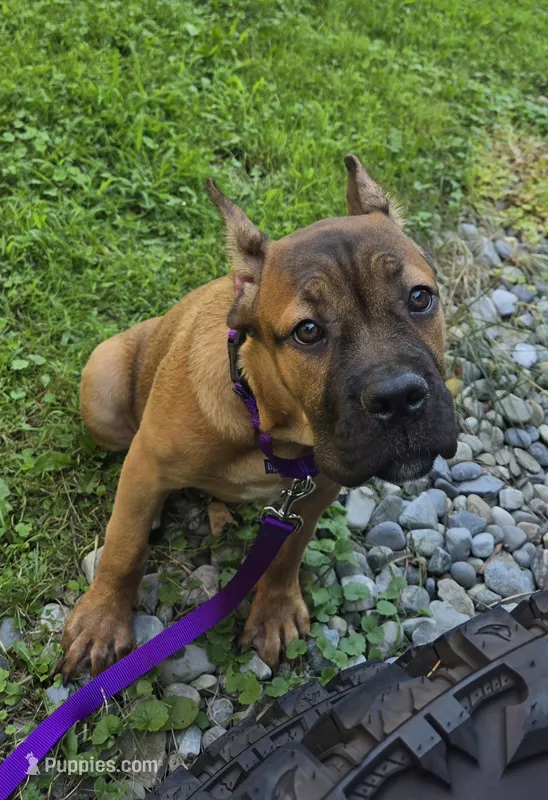 ICCF Sonya  – Cane Corso puppy for sale in Ticonderoga, NY