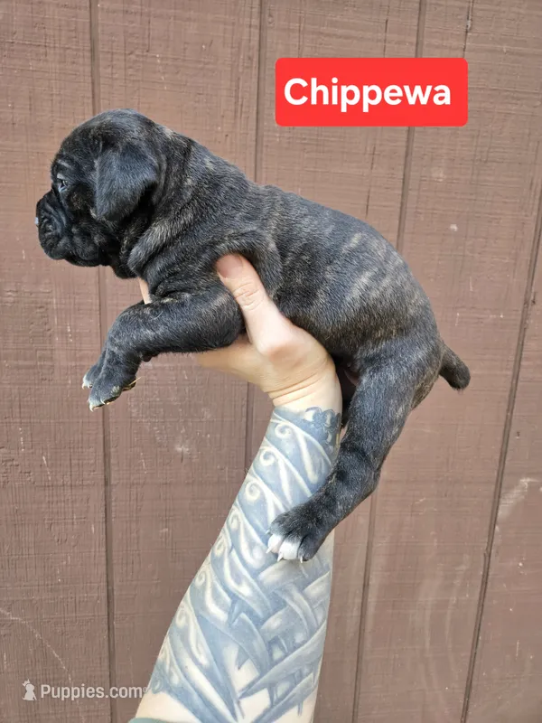 Chippewa , a female Cane Corso for sale in Ticonderoga, NY – 1 of 9