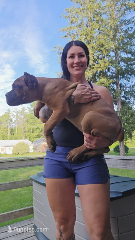 Tuscan – Cane Corso puppy for sale in Ticonderoga, NY