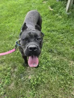 Savage , a female Cane Corso for sale in Ticonderoga, NY – 3 of 5