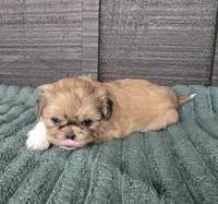 Boss Hogg, a male Pekingese and Shih Tzu for sale in Ticonderoga, NY – 4 of 6