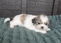 Bo, a male Pekingese and Shih Tzu for sale in Ticonderoga, NY – 3 of 6