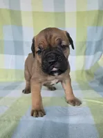 Sonya , a female Cane Corso for sale in Ticonderoga, NY – 2 of 7
