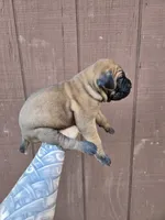 Tomahawk, a male Cane Corso for sale in Ticonderoga, NY – 6 of 6
