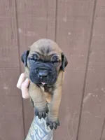 Tomahawk, a male Cane Corso for sale in Ticonderoga, NY – 3 of 6