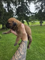 AKC Vladimir , a male Cane Corso for sale in Ticonderoga, NY – 5 of 5
