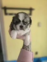 Rosco, a female Pekingese and Shih Tzu for sale in Ticonderoga, NY – 3 of 6