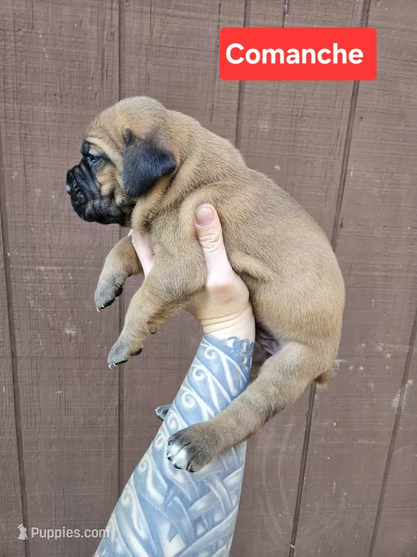 Comanche , a male Cane Corso for sale in Ticonderoga, NY – 1 of 7