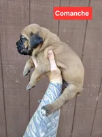 Comanche , a male Cane Corso for sale in Ticonderoga, NY – 1 of 7