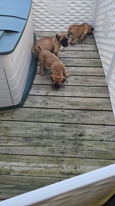 AKC Valiente , a male Cane Corso for sale in Ticonderoga, NY – 7 of 7