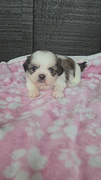 Lulu, a female Pekingese and Shih Tzu for sale in Ticonderoga, NY – 6 of 6