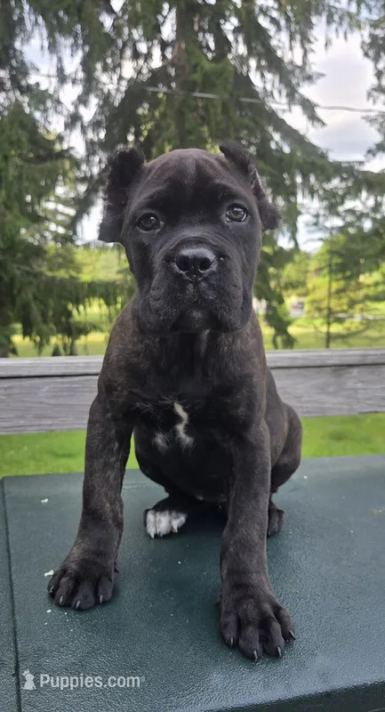 Sage – Cane Corso puppy for sale in Ticonderoga, NY