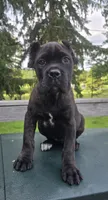 Sage, a female Cane Corso for sale in Ticonderoga, NY – 1 of 4