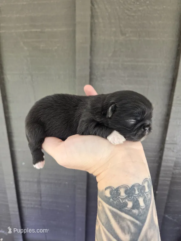 Decan – Pekingese puppy for sale in Ticonderoga, NY