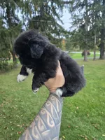 Decan, a male Pekingese for sale in Ticonderoga, NY – 5 of 5