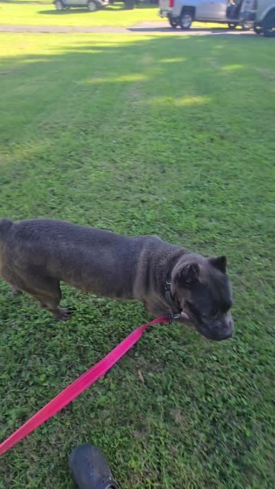 Bluebell , a female Cane Corso for sale in Ticonderoga, NY – 3 of 4