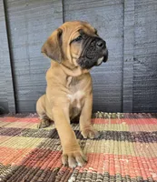 AKC Vladimir , a male Cane Corso for sale in Ticonderoga, NY – 1 of 7