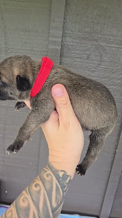AKC Baylar, a male Cane Corso for sale in Ticonderoga, NY – 5 of 5