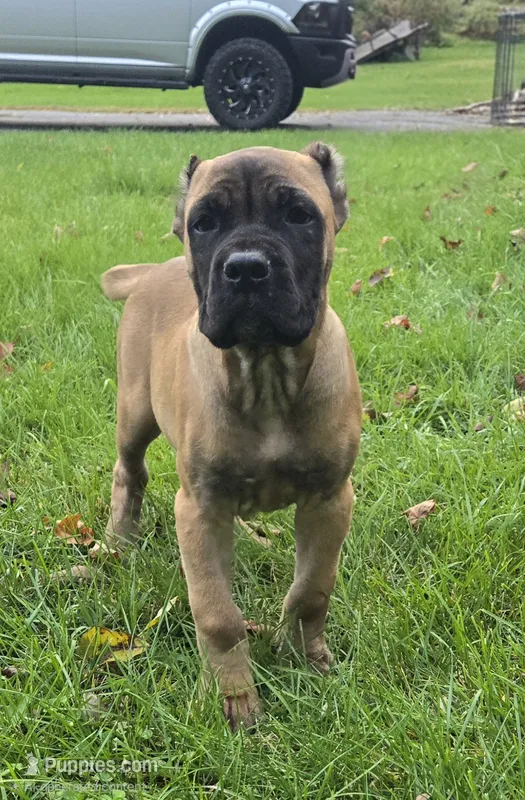 AKC Valiente  – Cane Corso puppy for sale in Ticonderoga, NY