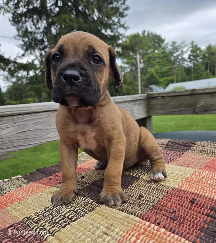 AKC Viggo  – Cane Corso puppy for sale in Ticonderoga, NY