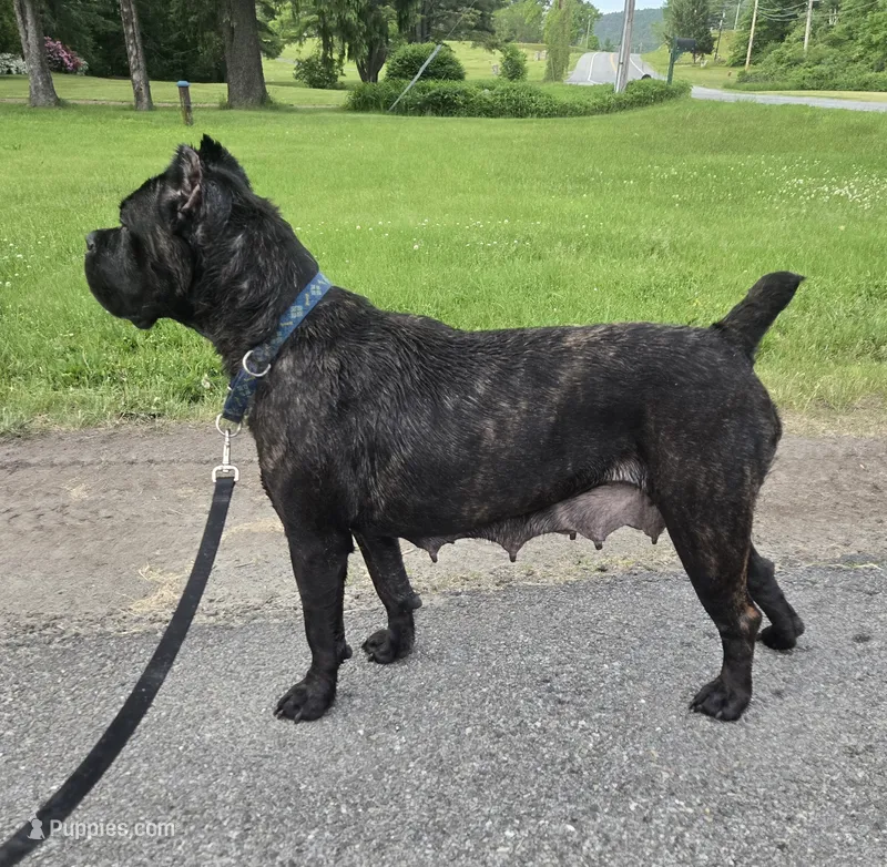 Savage  – Cane Corso puppy for sale in Ticonderoga, NY