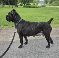 Savage , a female Cane Corso for sale in Ticonderoga, NY – 1 of 7