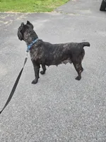 Savage , a female Cane Corso for sale in Ticonderoga, NY – 6 of 7