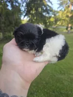 Deja Vu, a female Pekingese for sale in Ticonderoga, NY – 5 of 7