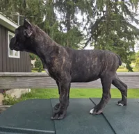 Sadie, a female Cane Corso for sale in Ticonderoga, NY – 4 of 6