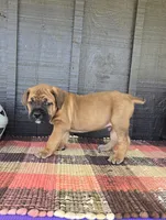 AKC Vladimir , a male Cane Corso for sale in Ticonderoga, NY – 5 of 7