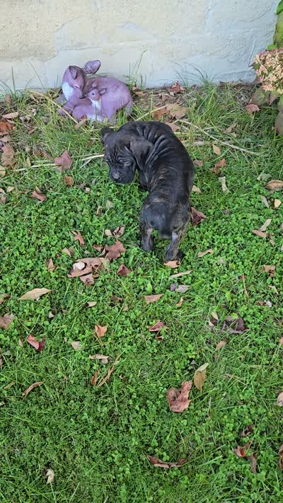 AKC Baylee, a female Cane Corso for sale in Ticonderoga, NY – 5 of 5