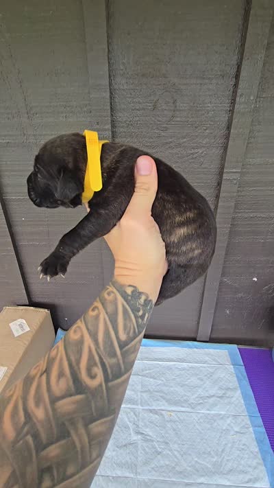 AKC Banshee , a male Cane Corso for sale in Ticonderoga, NY – 4 of 4